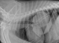 Les examens vétérinaires de l'appareil respiratoire du chien