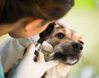 Le diagnostic de la luxation du cristallin chez le chien