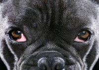 La luxation primaire