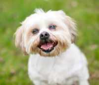 La cataracte peut dégénérer en luxation du cristallin