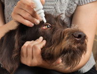 Traiter une luxation récente