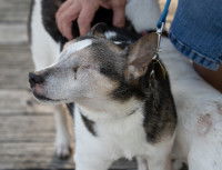 Un chien avec un oeil en moins