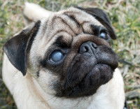 Les symptômes d'une luxation