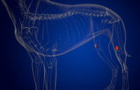 Schéma montrant les rotules d'un chien sur un fond bleu