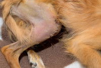 Un petit chien qui a été opéré d'une luxation de la rotule