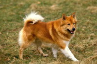 Un chien qui boîte dans l'herbe