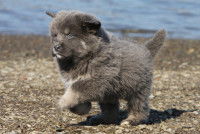 Un chiot en train de courir sur la plage