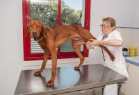 Une vétérinaire manipule la patte arrière d'un chien sur une table