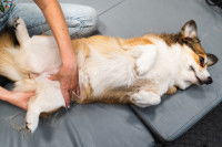 Une kiné manipule la patte arrière d'un Corgi