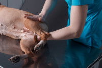 Comment traiter une luxation de la rotule chez le chien