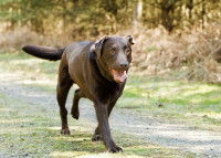 Les symptômes de la luxation rotulienne du chien