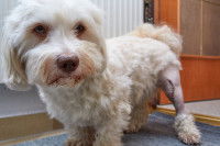 Les causes possibles de la luxation de la rotule