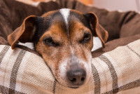 Un chien Jack Russel malade, couché dans son panier