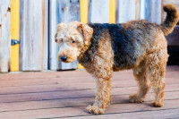 Un chien Airedale debout sur le parquet