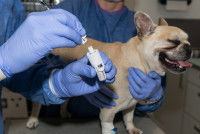 La monochimiothérapie