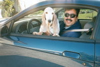 Un chien et son maître regardent par la fenêtre d'une voiture