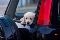 Un chiot stressé passe la tête par la fenêtre d'une voiture