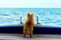 Un chien a le mal de mer sur un bateau