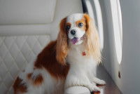 Un Cocker assis dans un avion à côté du hublot