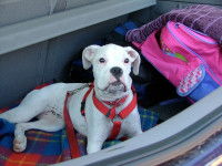 Un chien blanc allongé dans le coffre d'une voiture