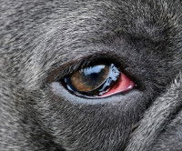Un chien avec un oeil très rouge, à cause d'une conjonctivite