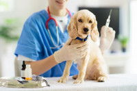 Un vétérinaire s'apprête à faire un vaccin à un jeune chien
