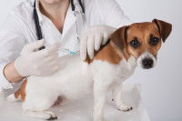 Un vétérinaire en blouse blanche fait un vaccin à un chiot