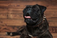 Un gros chien noir sur le point d'éternuer
