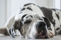 Un Dogue Allemand noir et blanc fatigué, allongé sur le sol