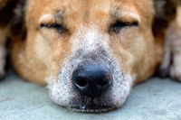 Un chien malade avec le nez qui coule