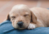 Un chiot malade et fatigué en train de dormir