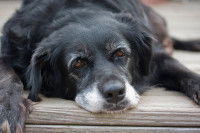Un vieux chien noir se repose sur un sol en bois