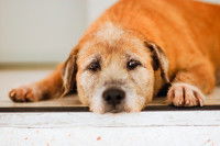 Un vieux chien roux fatigué allongé sur le sol