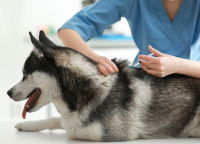 Un Husky se fait vacciner contre la maladie de Carré