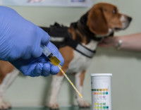 Un vétérinaire fait un frottis à un chien Beagle malade