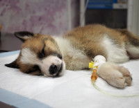 Un chiot dans une clinique vétérinaire reçoit une perfusion