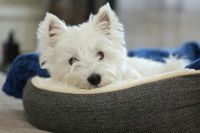 Un chiot Westie malade allongé dans son panier