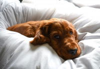 Un chiot Setter Irlandais malade allongé sur des couvertures