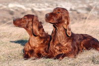 Deux Setters Irlandais allongés dans l'herbe sèche