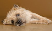 Un Cairn Terrier malade couché sur le sol