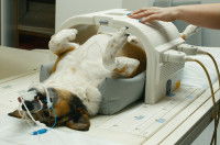 Un vétérinaire prépare un petit chien pour une IRM