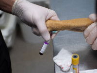 Le test de la maladie de Krabbe chez le chien