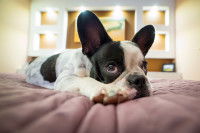 Un chien malade allongé sur un lit