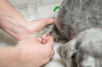 Un vétérinaire prélève du sang sur un chien