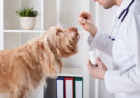 Un vétérinaire donne un médicament à un chien
