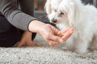 Une femme donne des croquettes spéciales à son chien