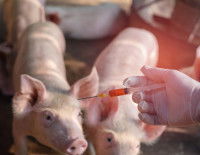 Peut-on soigner la maladie d'Aujeszky ?