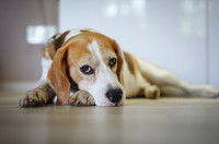 Un chien Beagle malade est allongé dans le salon