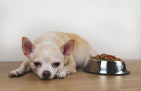 Un Chihuahua malade allongé devant une gamelle de croquettes