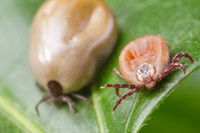 Une tique pleine à côté d'une tique vide sur une feuille